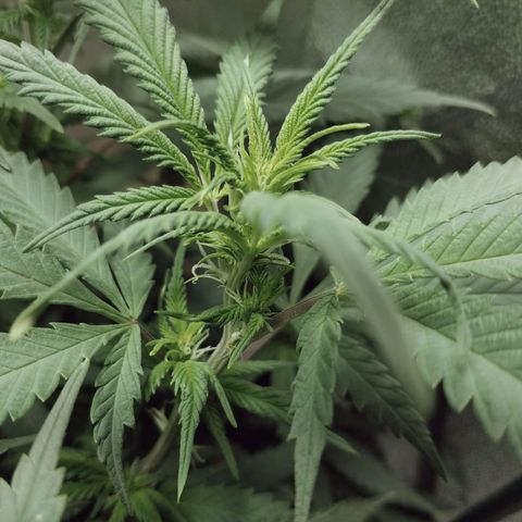 Blue Dream 1 growlog timeline photo