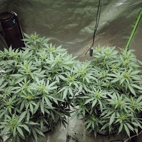 Blue Dream 1 growlog timeline photo