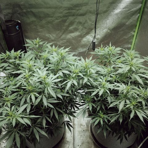 Blue Dream 1 growlog timeline photo