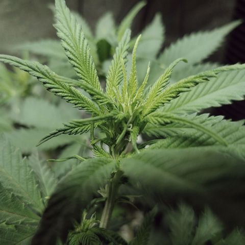 Blue Dream 1 growlog timeline photo