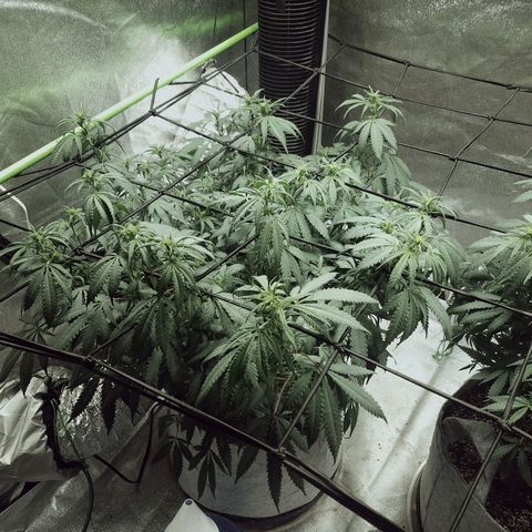 Blue Dream 1 growlog timeline photo