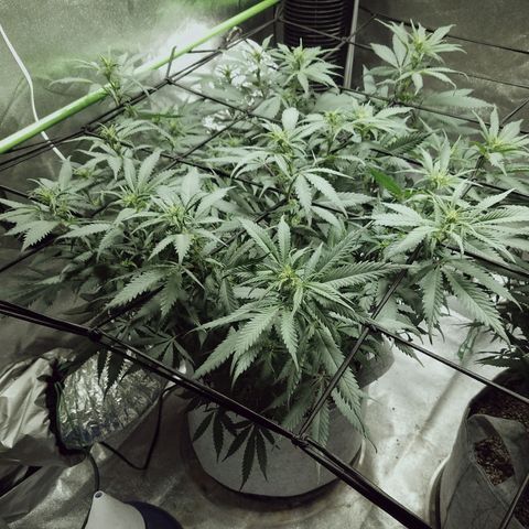 Blue Dream 1 growlog timeline photo
