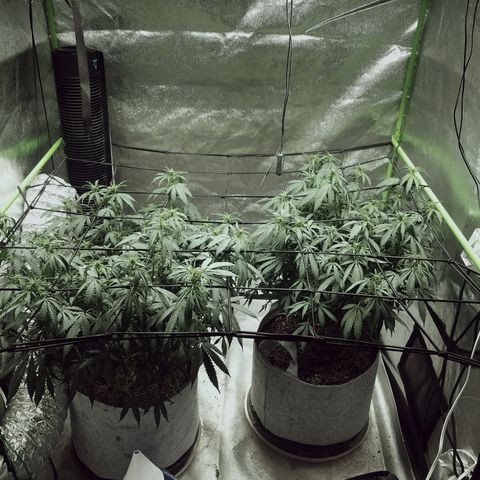 Blue Dream 1 growlog timeline photo