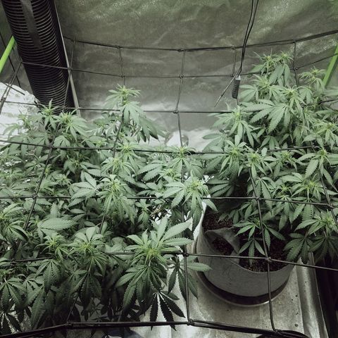 Blue Dream 1 growlog timeline photo