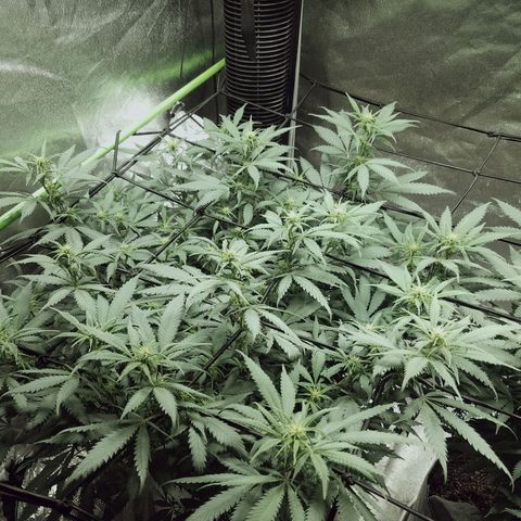 Blue Dream 1 growlog timeline photo