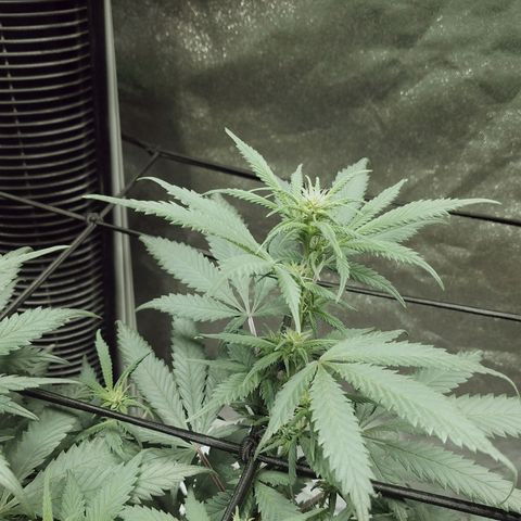 Blue Dream 1 growlog timeline photo