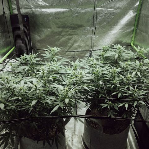 Blue Dream 1 growlog timeline photo