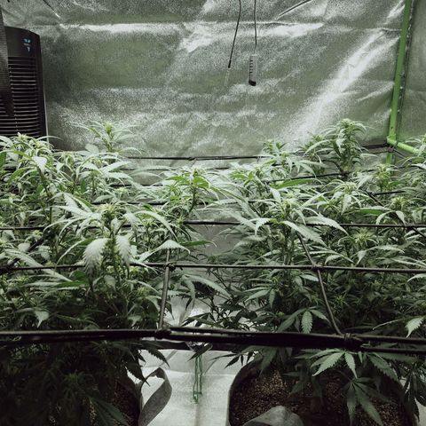 Blue Dream 1 growlog timeline photo
