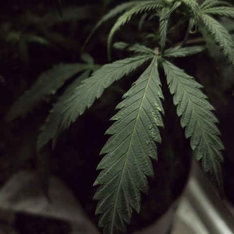 Blue Dream 1 growlog timeline photo
