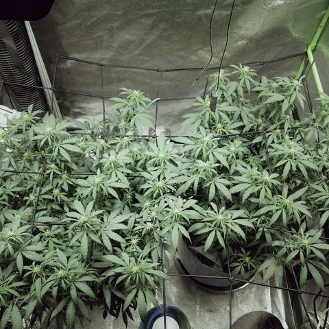 Blue Dream 1 growlog timeline photo