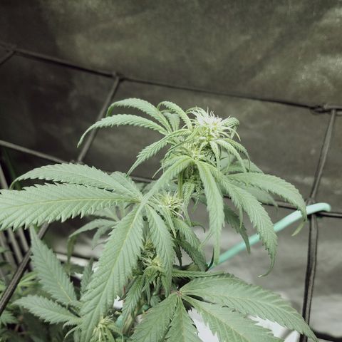 Blue Dream 1 growlog timeline photo