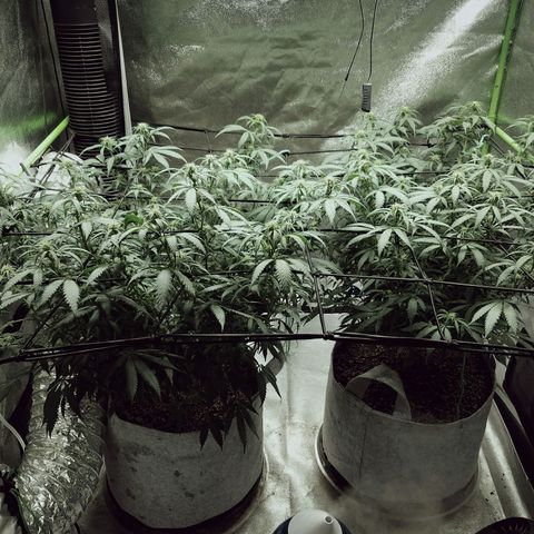 Blue Dream 1 growlog timeline photo