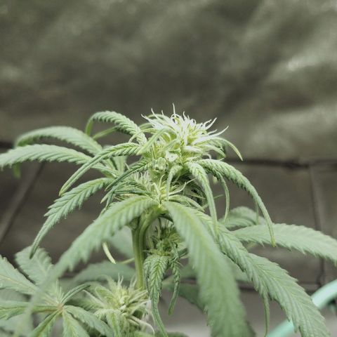 Blue Dream 1 growlog timeline photo