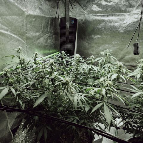 Blue Dream 1 growlog timeline photo