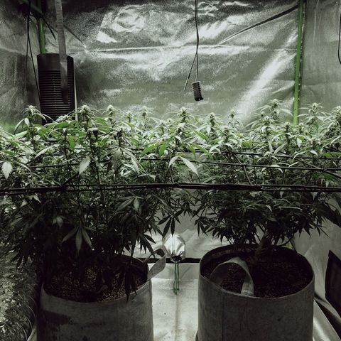 Blue Dream 1 growlog timeline photo