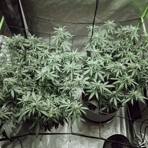 Blue Dream 1 growlog timeline photo