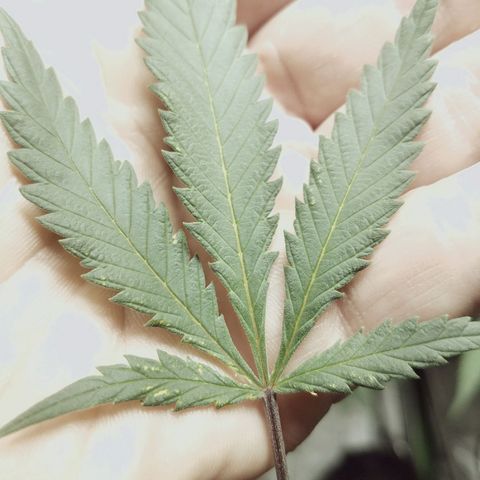 Blue Dream 1 growlog timeline photo