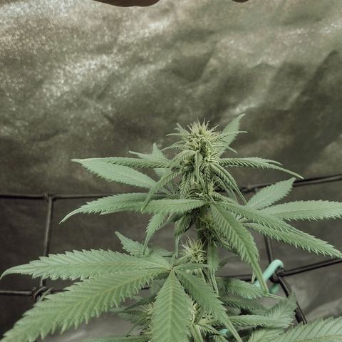 Blue Dream 1 growlog timeline photo