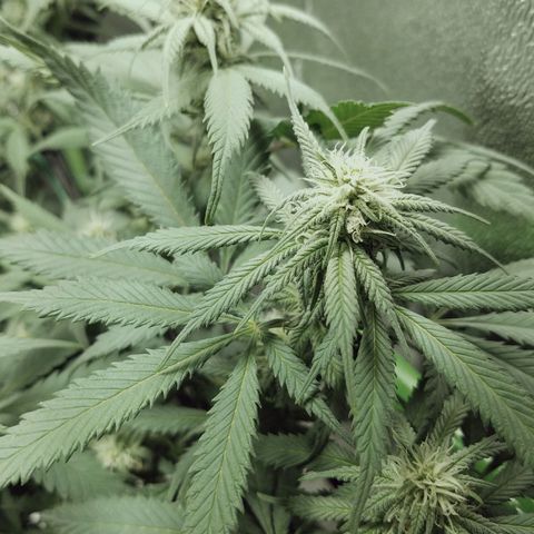 Blue Dream 1 growlog timeline photo