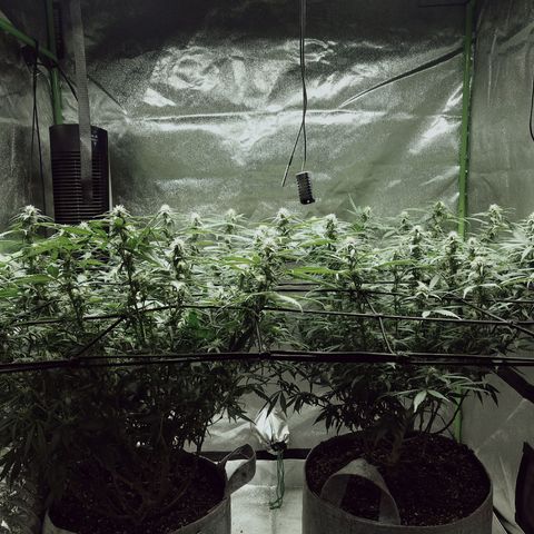 Blue Dream 1 growlog timeline photo