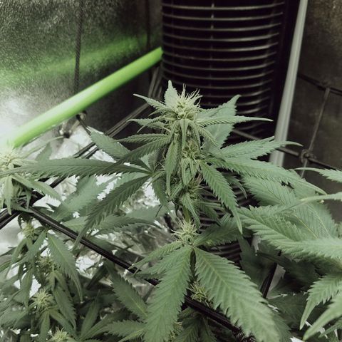 Blue Dream 1 growlog timeline photo