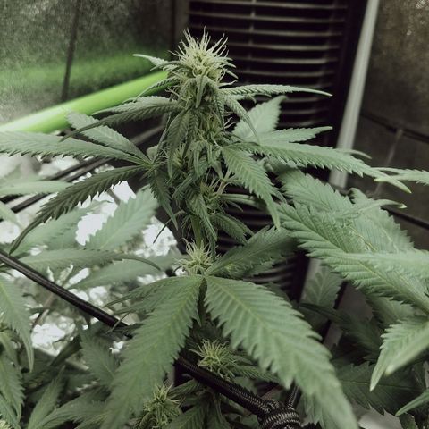 Blue Dream 1 growlog timeline photo