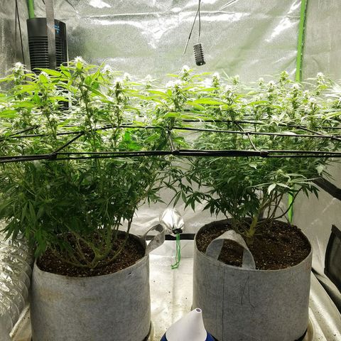 Blue Dream 1 growlog timeline photo