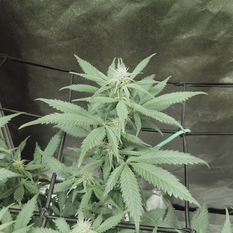 Blue Dream 1 growlog timeline photo