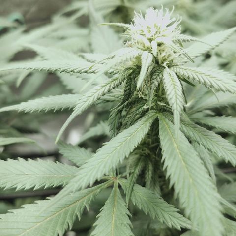 Blue Dream 1 growlog timeline photo