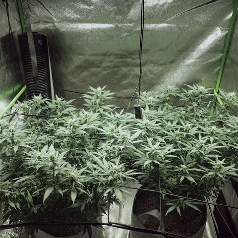 Blue Dream 1 growlog timeline photo