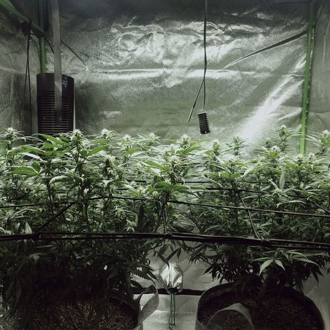 Blue Dream 1 growlog timeline photo