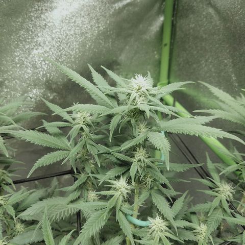 Blue Dream 1 growlog timeline photo