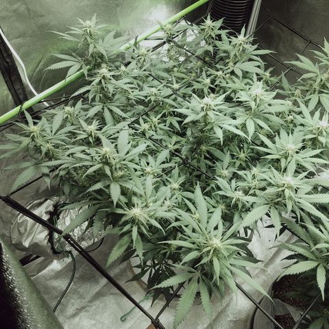 Blue Dream 1 growlog timeline photo