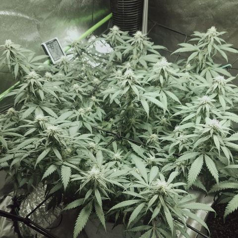Blue Dream 1 growlog timeline photo