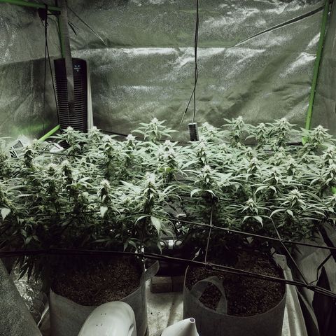 Blue Dream 1 growlog timeline photo