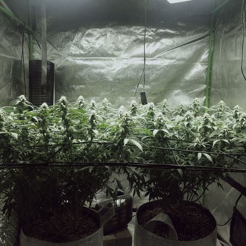 Blue Dream 1 growlog timeline photo