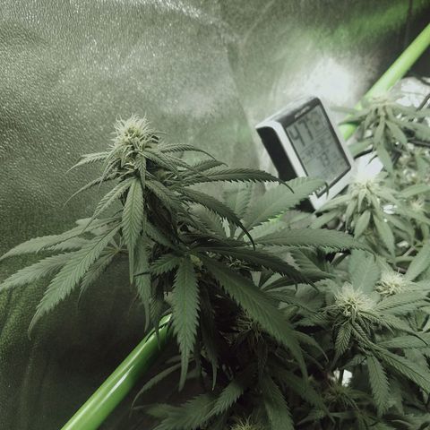 Blue Dream 1 growlog timeline photo