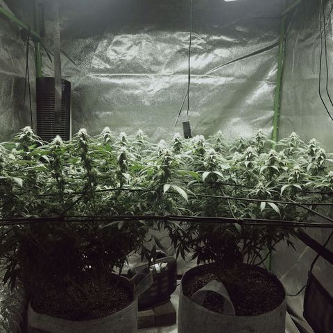 Blue Dream 1 growlog timeline photo