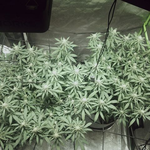 Blue Dream 1 growlog timeline photo
