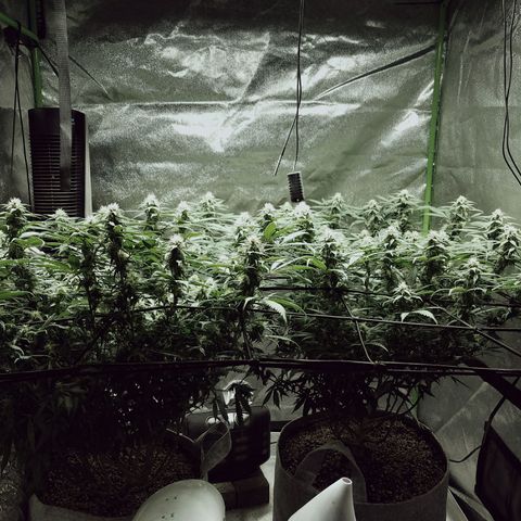 Blue Dream 1 growlog timeline photo