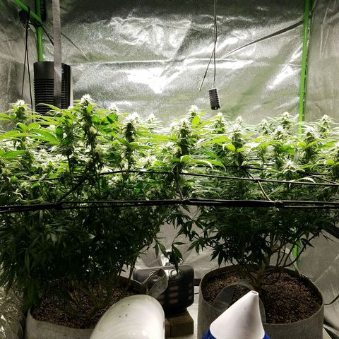 Blue Dream 1 growlog timeline photo