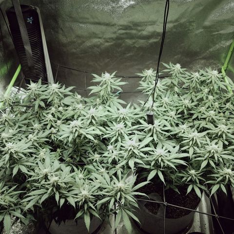 Blue Dream 1 growlog timeline photo