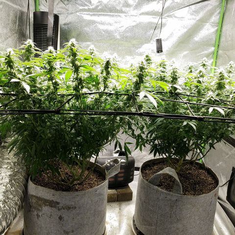 Blue Dream 1 growlog timeline photo