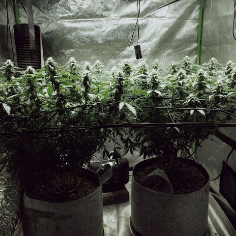 Blue Dream 1 growlog timeline photo