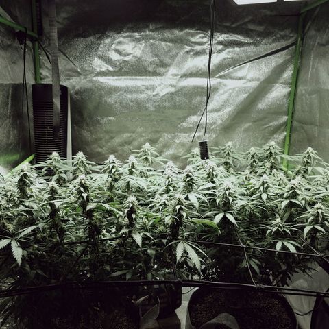 Blue Dream 1 growlog timeline photo