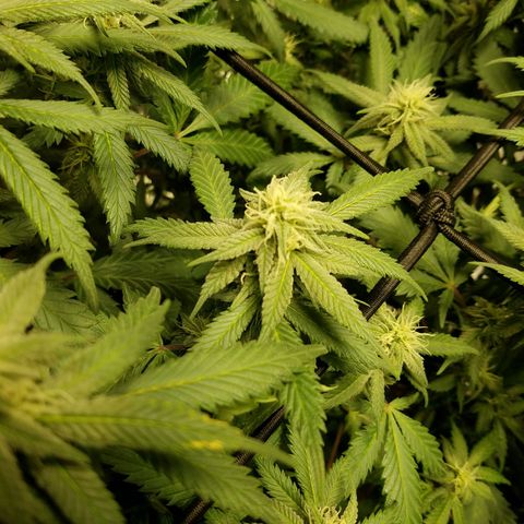 Blue Dream 1 growlog timeline photo