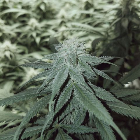 Blue Dream 1 growlog timeline photo