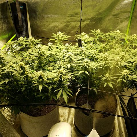 Blue Dream 1 growlog timeline photo