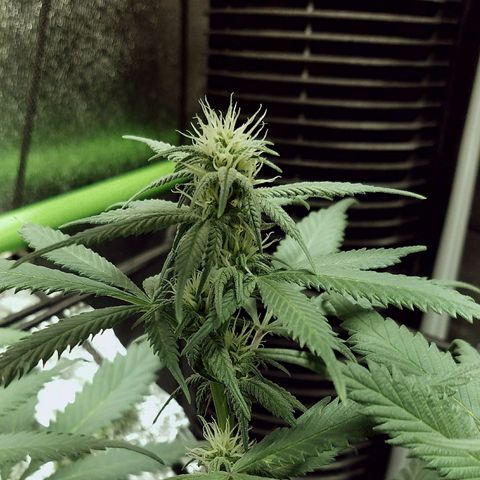Blue Dream 1 growlog timeline photo