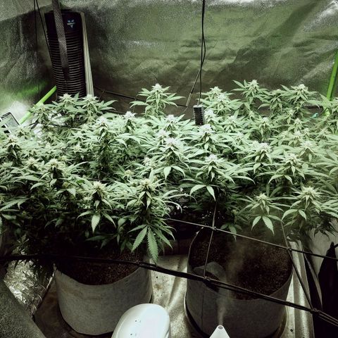 Blue Dream 1 growlog timeline photo